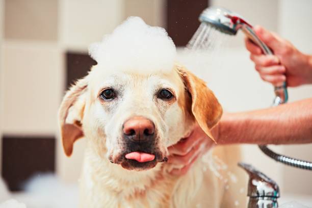 Bathing of the yellow labrador retriever. Happiness dog taking a bubble bath.