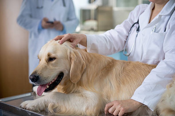 Animal Health Care Professionals