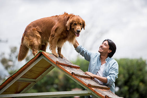 Happy dog outdoors at an obstacle course with his trainer - lifestyle concepts